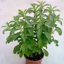 5h Hạt Giống Cỏ Ngọt Stevia