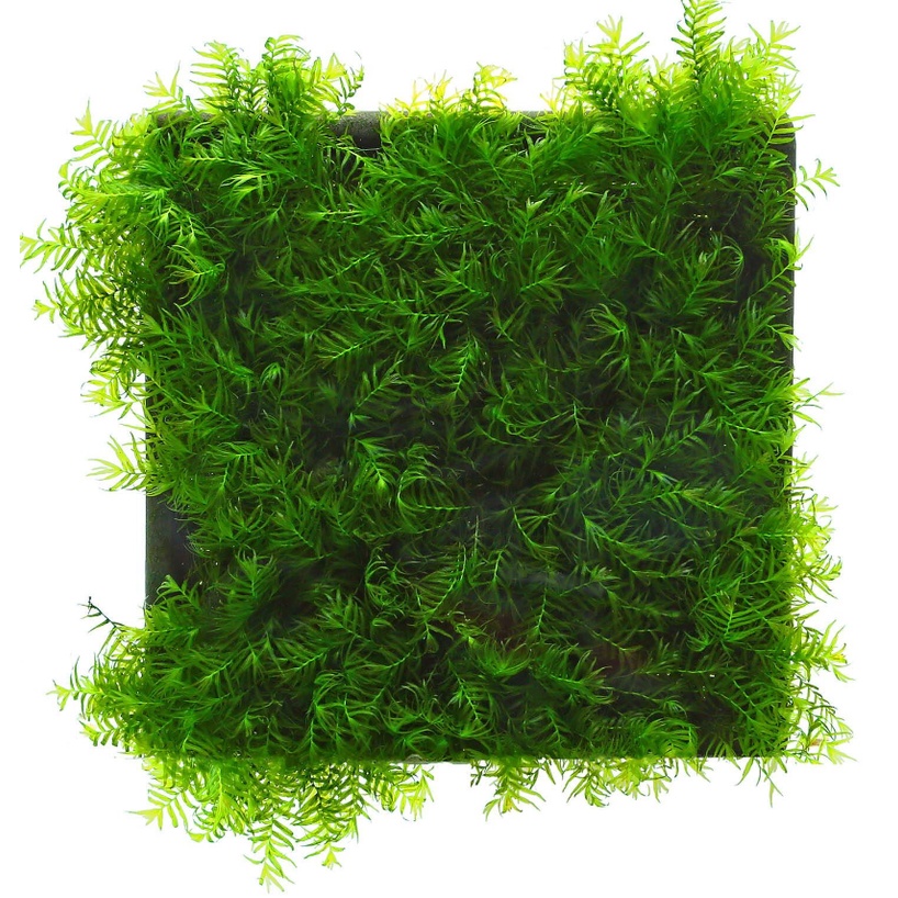 Rêu U Fiss - Vesicularia ferriei 'Weeping Moss'