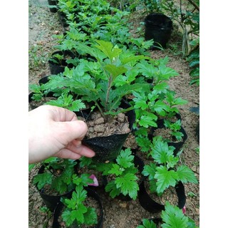 Cúc cổ Hoàng Long Cảo -(cây giống)