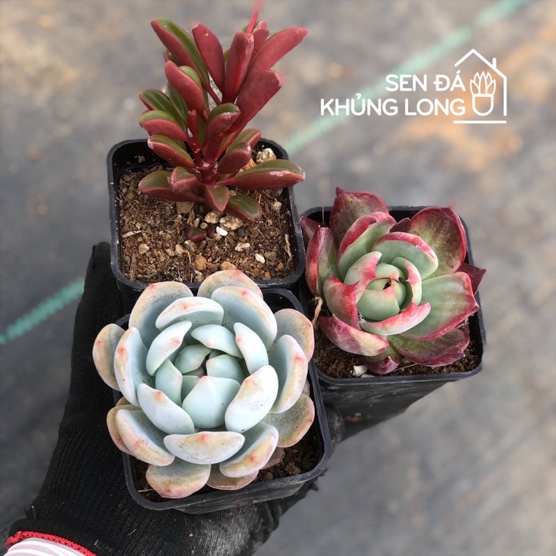 Combo 25 sen đá siêu phẩm - 9 ảnh