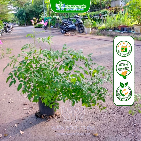 Cây Hồng Thiên Hương Trồng Sân Vườn Chịu Nắng -Vườn Bách Thảo