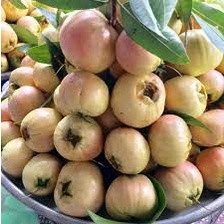 Cây giống mận lý (chuẩn giống) (sản phẩm có bảo hành)