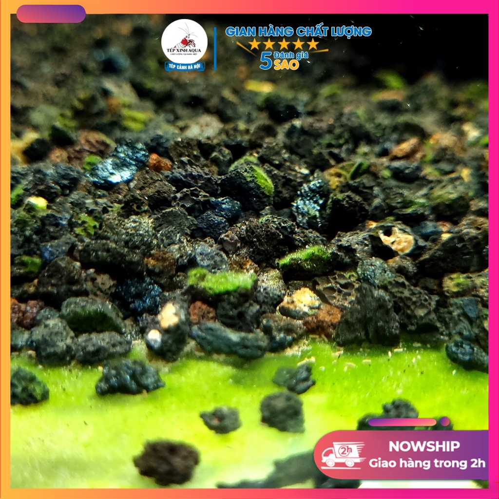 Mầm kích tảo xanh - Bột tạo mầm tảo lục, mầm tảo xanh cho bể tép cảnh Sulawesi  - Tép xinh aqua