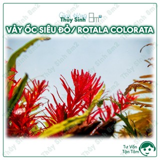 Cây vảy ốc siêu đỏ | cây thủy sinh trung cảnh, cắt cắm | 8m2