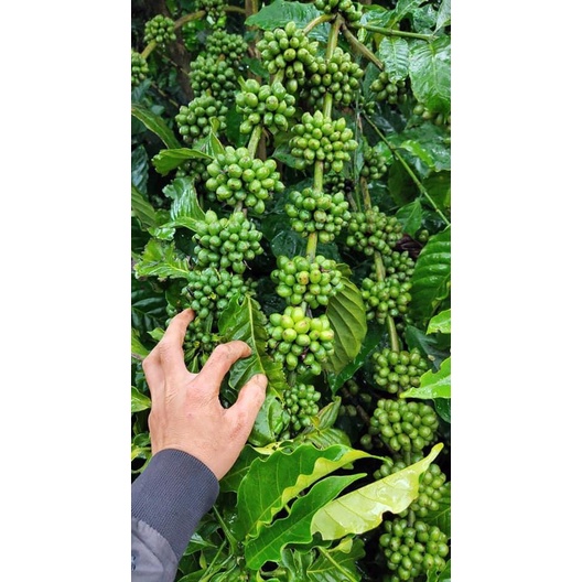 1 KG Hạt giống Cà Phê VỐI CAO SẢN Lá Xoài  - HẠT TUYỂN CHỌN TỪ CÂY MẸ. KÈM HƯỚNG DẪN ƯƠM]