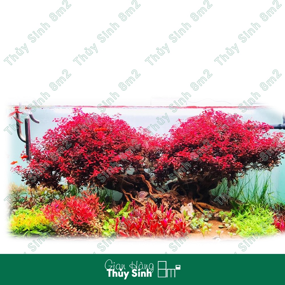 Tân Đế Tài Hồng | Cây Thủy Sinh KHÔNG CO2, Hậu Cảnh, Cắt Cắm | 8m2