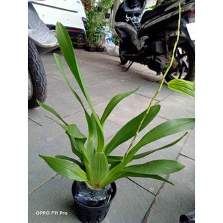 Vũ nữ Anh Đào hoa thơm đang nụ tết