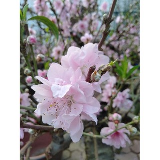 cây đào mộc châu (đào hoa) - cây giống