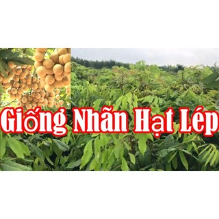 Giống cây nhãn không hạt thái lan-