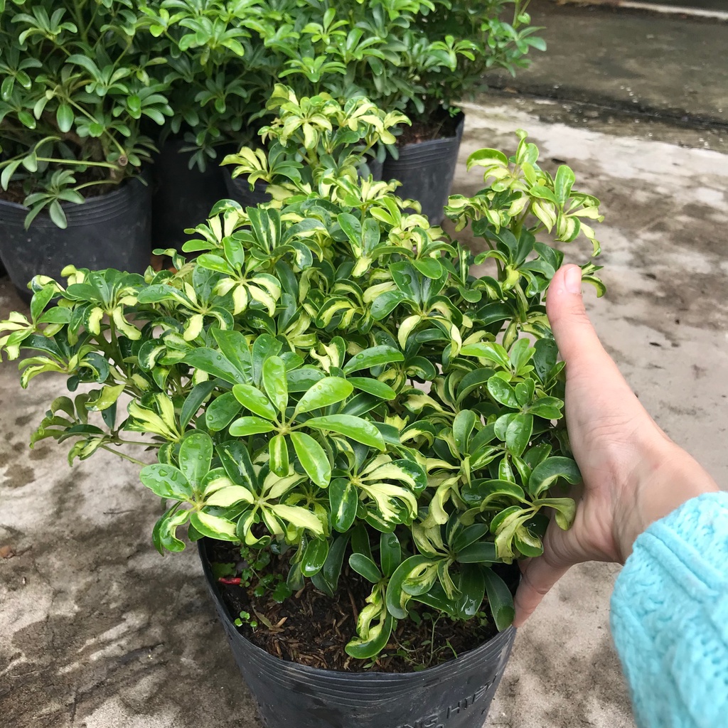 Ngủ gia bì lá nhỏ siêu đuổi muỗi + tặng phân bón cho cây khỏe
