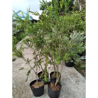 chậu Cây hoa liễu đỏ rủ siêu hoa làm giống
