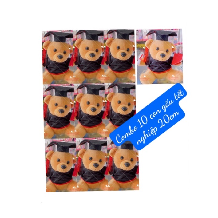 combo 10 con gấu tốt nghiệp 20cm giá sĩ - quà tặng cho học sinh