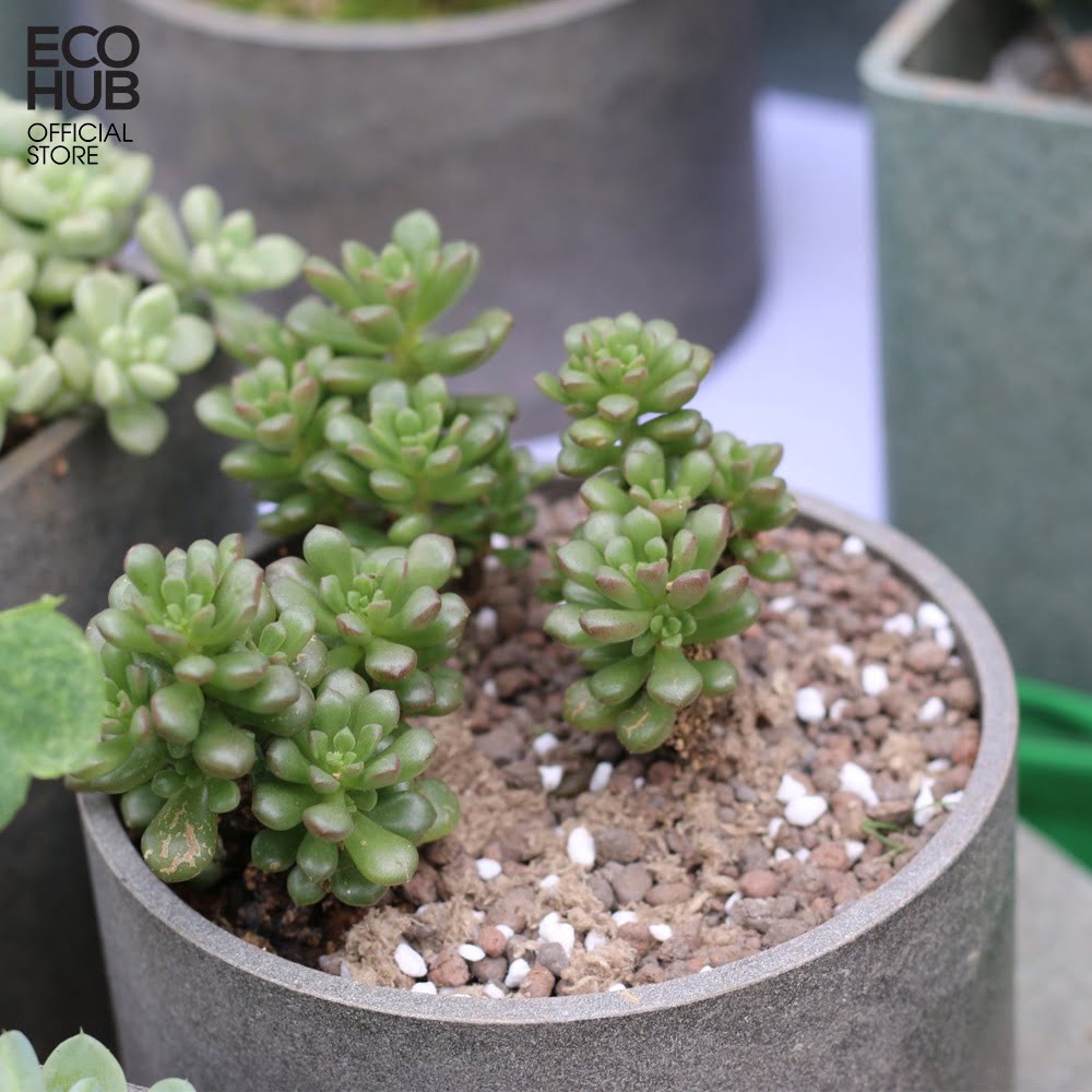Chậu cây ECOHUB tái chế từ vỏ sữa trang trí nhà, phòng quà tặng Valentine