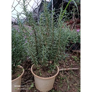 cây hương thảo size 30-40cm. gốc già