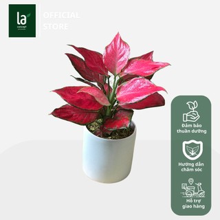Vạn Lộc Hồng