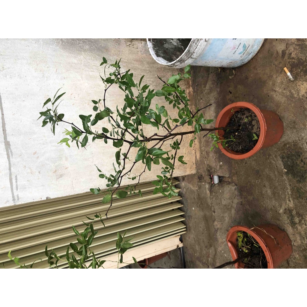 Cây giống hồng táo tiger tooth