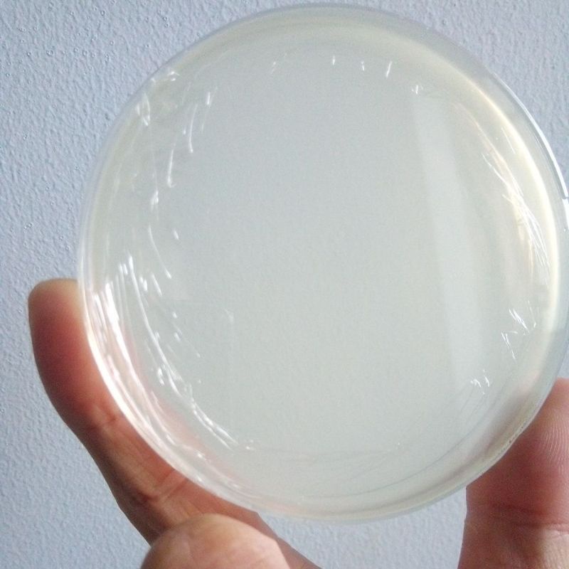 Đĩa petri nhựa có sẵn môi trường dinh dưỡng.