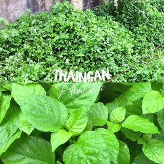 Rau Bồ Ngót Nhật