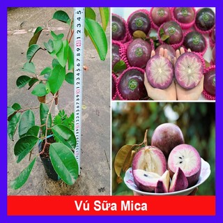 Cây Vú Sữa Mica - Không có mủ ở phần vỏ - caykiengsadec