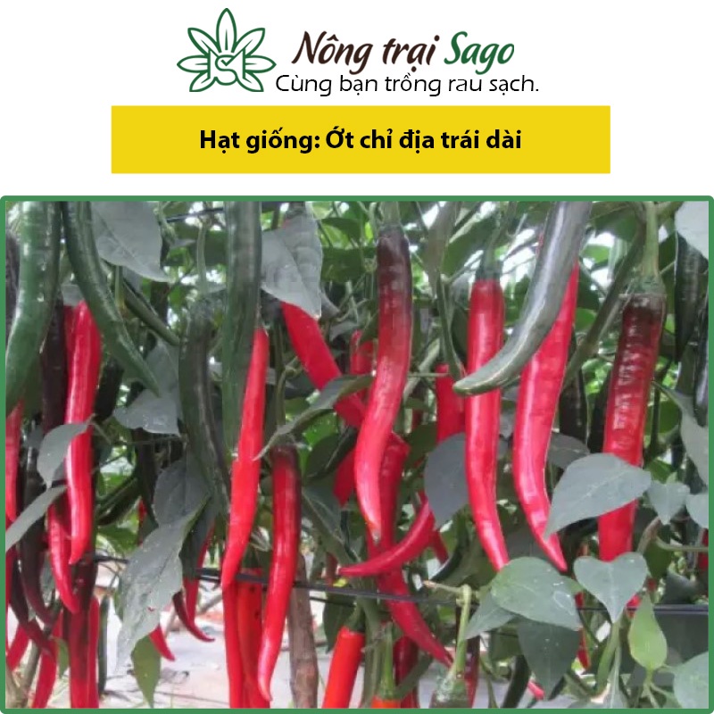 Hạt Giống Ớt Chỉ Địa Trái Dài, Thịt Dày, Vị Cay Dễ Trồng, Năng Suất Cao - Nông Trại Sago