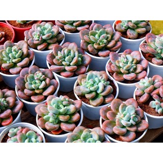 Sen Đá Sỏi Hồng Sỏi Thiên Thanh Mới Sỏi Miul Size Trung Hư 1 Đổi 1