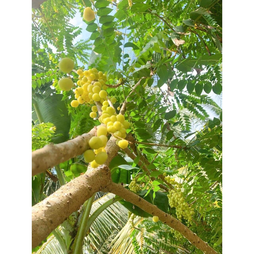 Chùm ruột rim chua ngọt hũ 500gram đồ ăn vặt nhà làm giá sỉ