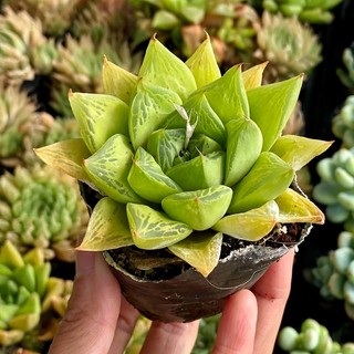 Sen đá dòng haworthia kim cương size bầu 5cm hư 1 đổi 1
