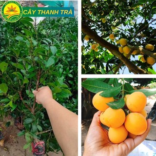 Cây giống Thanh Trà ngọt siêu chất lượng đặc sản An Giang giống chuẩn F1 chất lượng cao