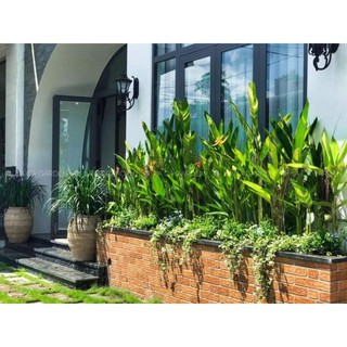 Thiên điểu Thái cẩm thach
