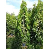 cây giống Hoàng Nam (liễu Ấn Độ) (chuẩn giống)