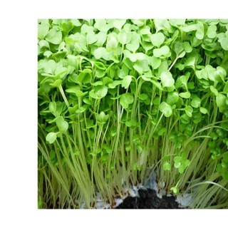 15gr hạt giống rau mầm cải ngọt