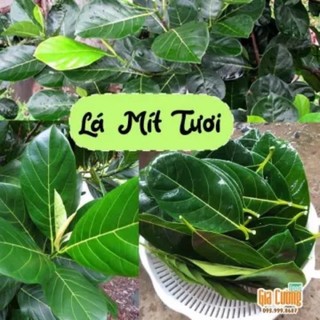 1kg lá mít tươi nhà trồng