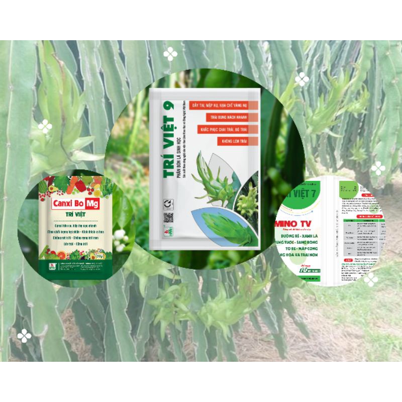 TRÍ VIỆT TRÁI NON THANH LONG