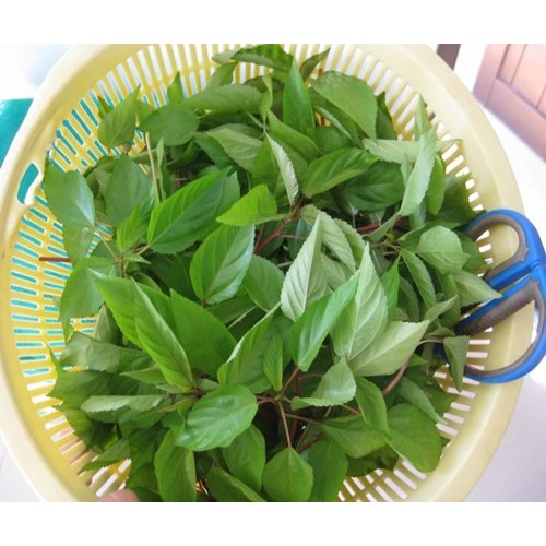 10Gr Hạt Giống Rau Đay Đỏ