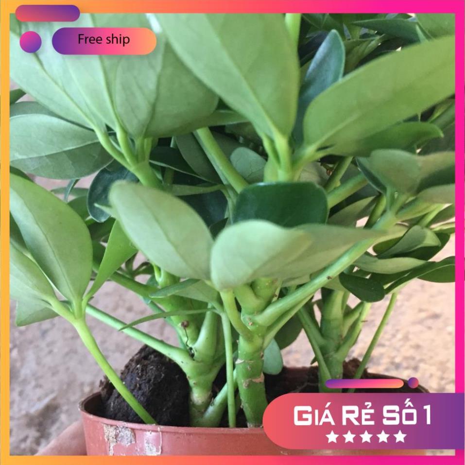 Cây ngũ gia bì mini để bàn, Cao 15cm 3 nhánh sum suê lá chân chim xua đuổi ruồi muỗ