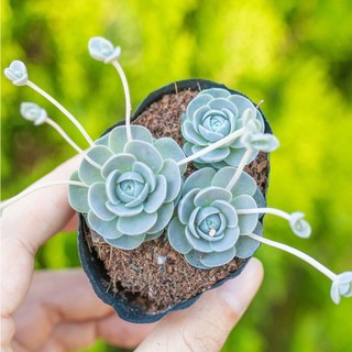 Sen đá dù 3-5cm - vườn sen đá