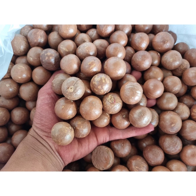 Macca nứt vỏ 500g