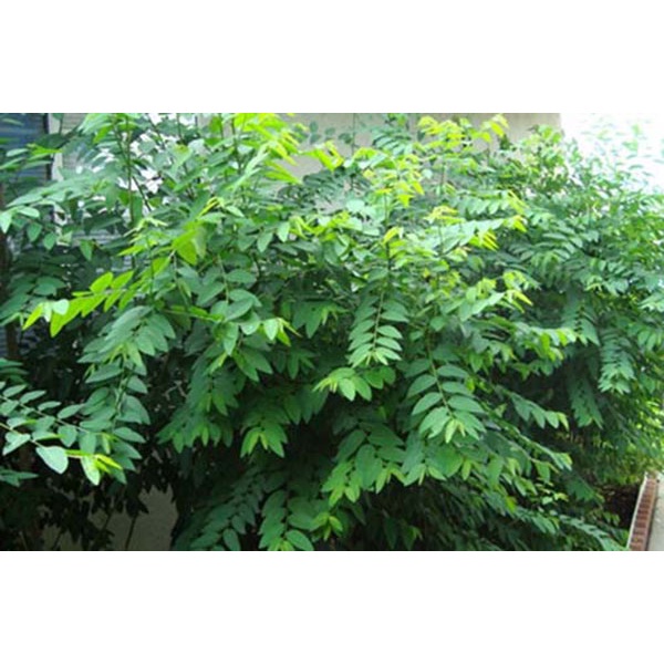 1Gr Hạt Giống Rau Ngót