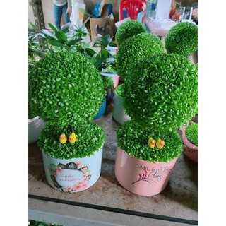 Chậu cây may mắn hình tròn