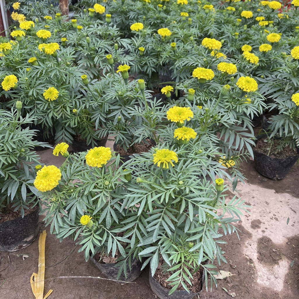 Cây hoa cúc vạn thọ vàng chiều cao 25cm hoa siêu bền nhiều nụ,thích hợp trang trí ban công ngày tết