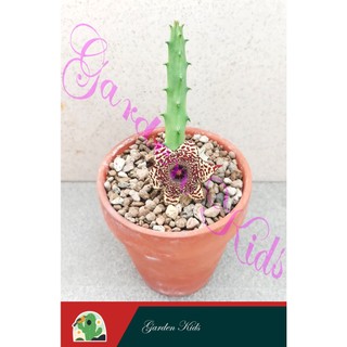 Xương rồng sao biển hoa nâu đen (Huernia Recondita)