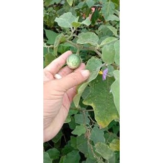 200 GRAM HẠT GIỐNG CÂY CÀ ĐẮNG. [ 100% CHUẨN GIỐNG CÀ ĐẮNG ĐỒNG BÀO TÂY NGUYÊN ]. [ MỚI ]