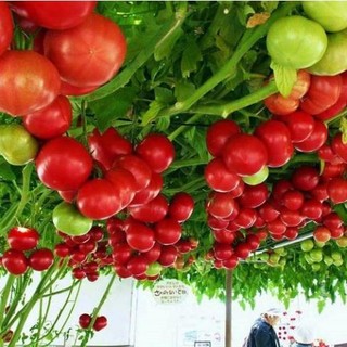Hạt Giống Cà Chua Leo Giàn túi 30 hạt