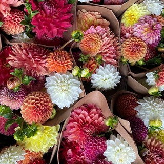 hoa thược dược hoa tươi tết