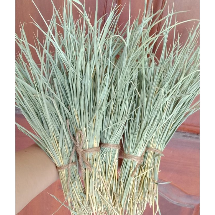 Trà lá tre gai/ Trúc diệp quyển tâm hữu cơ