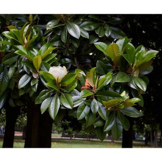 hạt giống cây sen đất (15 hạt)