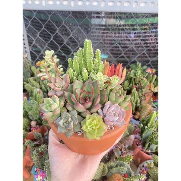 Chậu tiểu cảnh mix sen đá và xương rồng dễ thương thích hợp làm quà tặng sinh nhật, khai trương