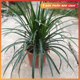 Cây phát tài núi, chậu 50cm lá dài uốn cong bụi chắc khỏe sức sống tốt