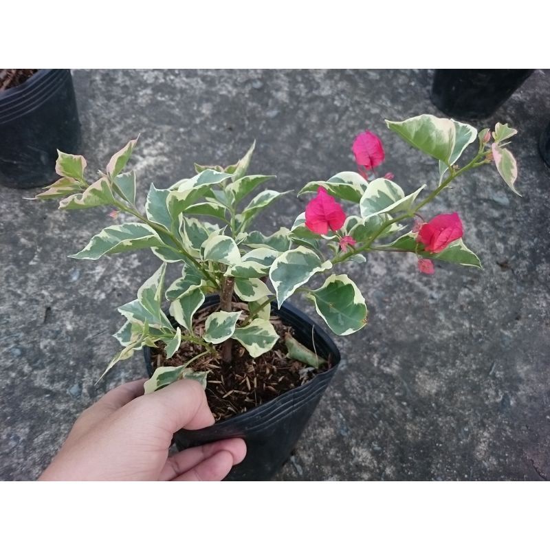 Cây Hoa Giấy Cẩm Thạch Đỏ