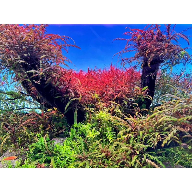 Mạch Led Sóng Kép 5054 4in1 RRGBW+UV